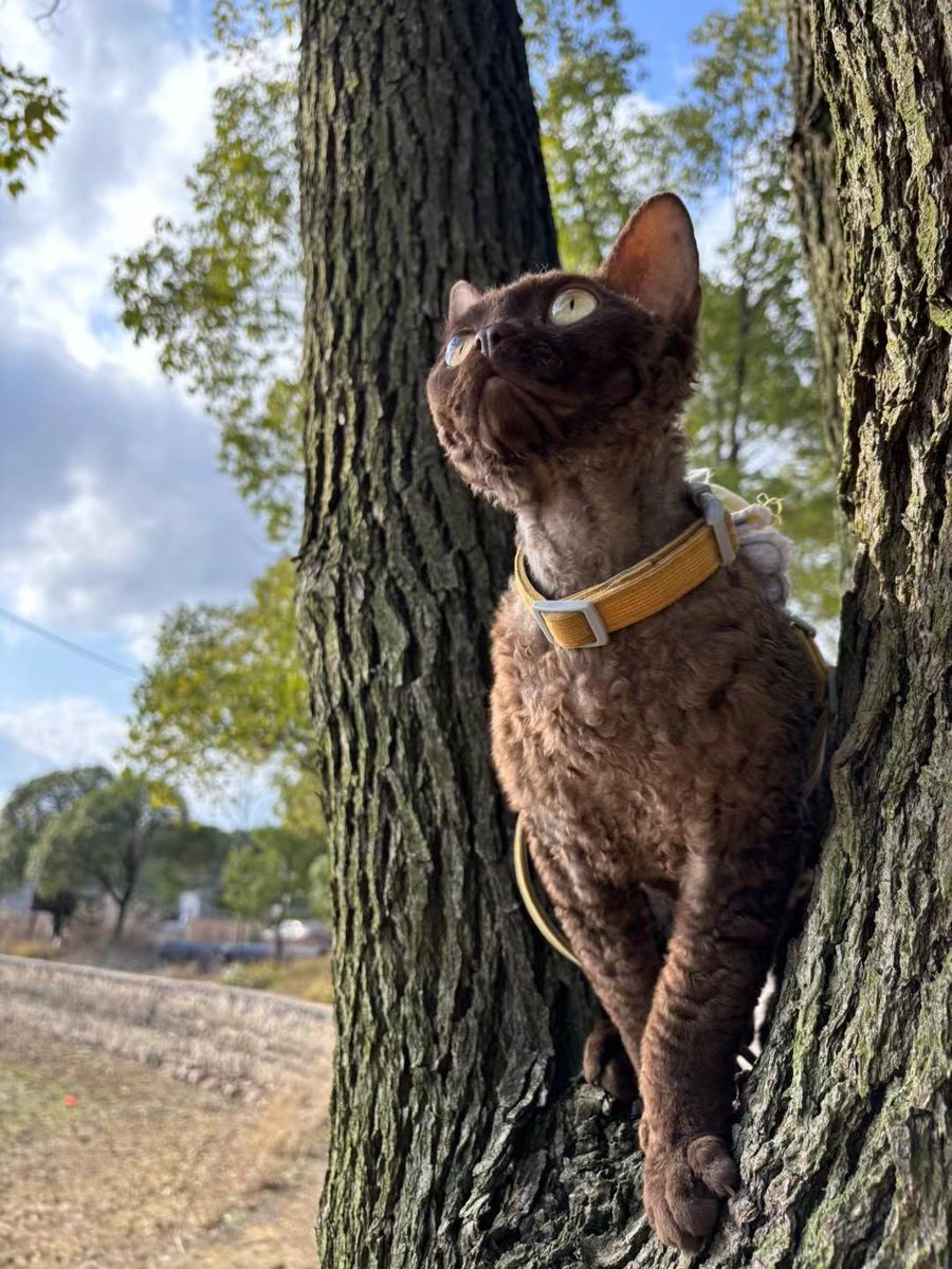 sicktree_'s tweet photo. my baby cat
#Cat #devonrex https://t.co/KO5ZvwdUqV