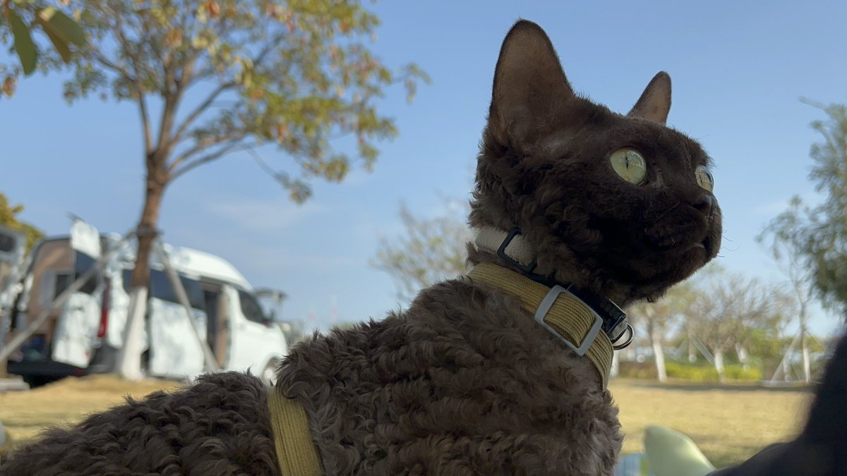 sicktree_'s tweet photo. my baby cat
#Cat #devonrex https://t.co/KO5ZvwdUqV