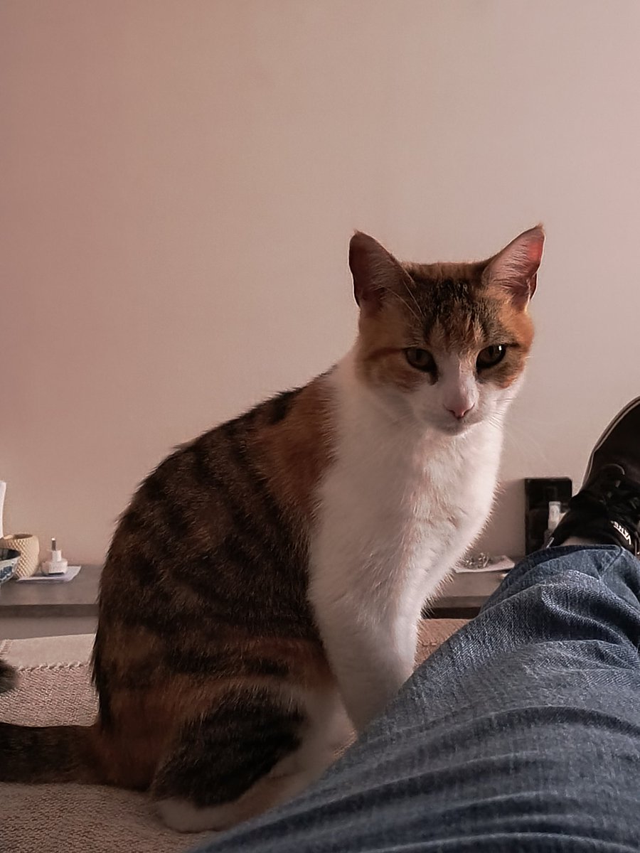 robertoposse93's tweet photo. Abro hilo para ver cómo serían sus mascotas como personas. 

Abajo el prompt

#DiaDelAnimal https://t.co/nBYMSy8Z1i