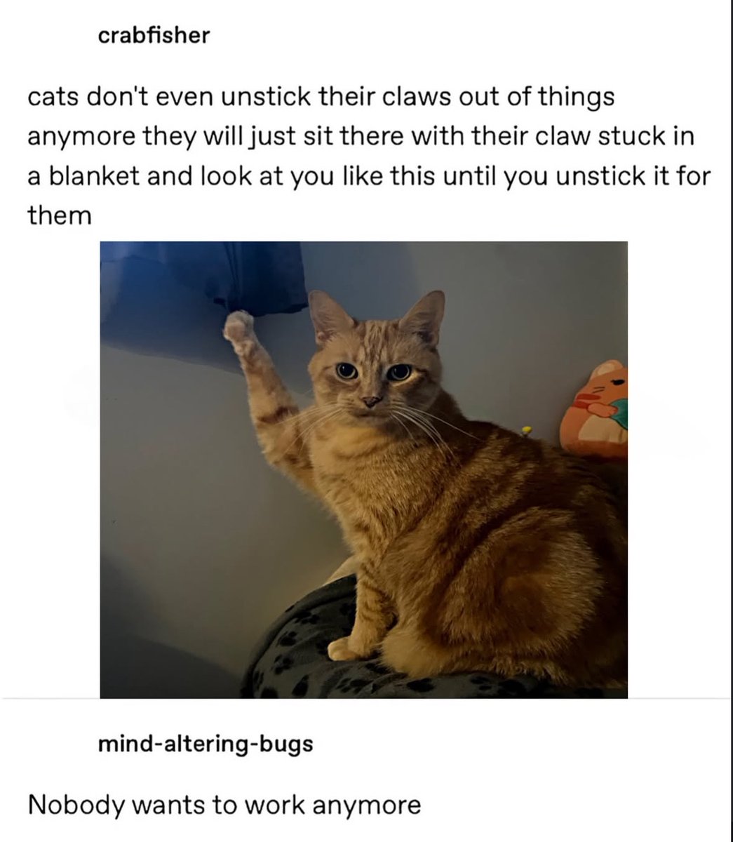 RespectfulMemes's tweet image. 