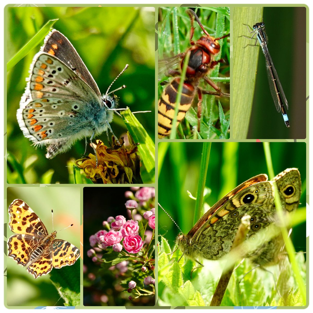 adriana57's tweet image. Er was weer veel te zien in het park, het eerste #bruinblauwtje, een #hoornaar mijn eerste #lantaarntje de eerste #argusvlinders en dan ook nog parend, nog steeds #landkaartjes en de #meidoorn begint te bloeien. Genieten dus vanmorgen👋📷🥾🦋
Fijne avond👋🙋🏻‍♀️