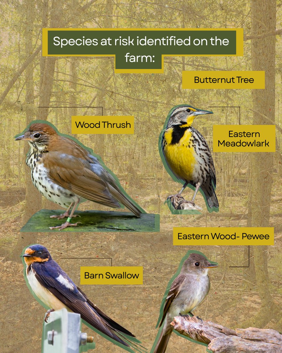 Protected in 2013, Little Rock Farm was one of OFT’s first easements, preserving 150 acres in Simcoe County. Home to prime farmland, forest, and species at risk, this farm has been family-run since 1832 and is now protected for future generations.

shorturl.at/XTVwq

#OntAg
