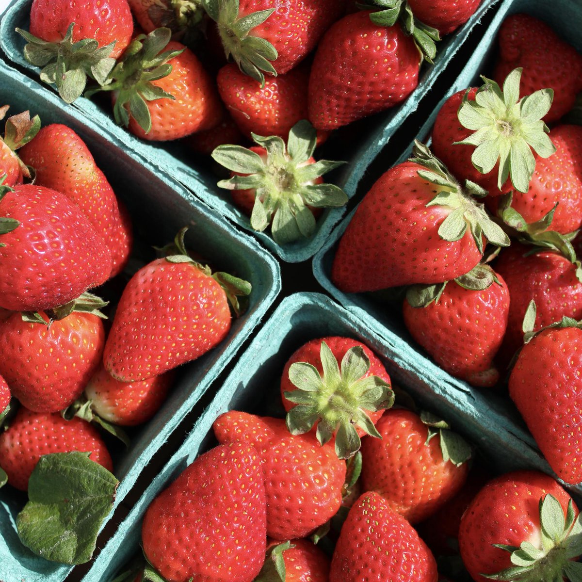 Yes, these strawberries ARE as delicious as they look! Snag them this week in your GrowFood Carolina box full of spring favorites. 

Order today!
secure.coastalconservationleague.org/a/local-food-b…