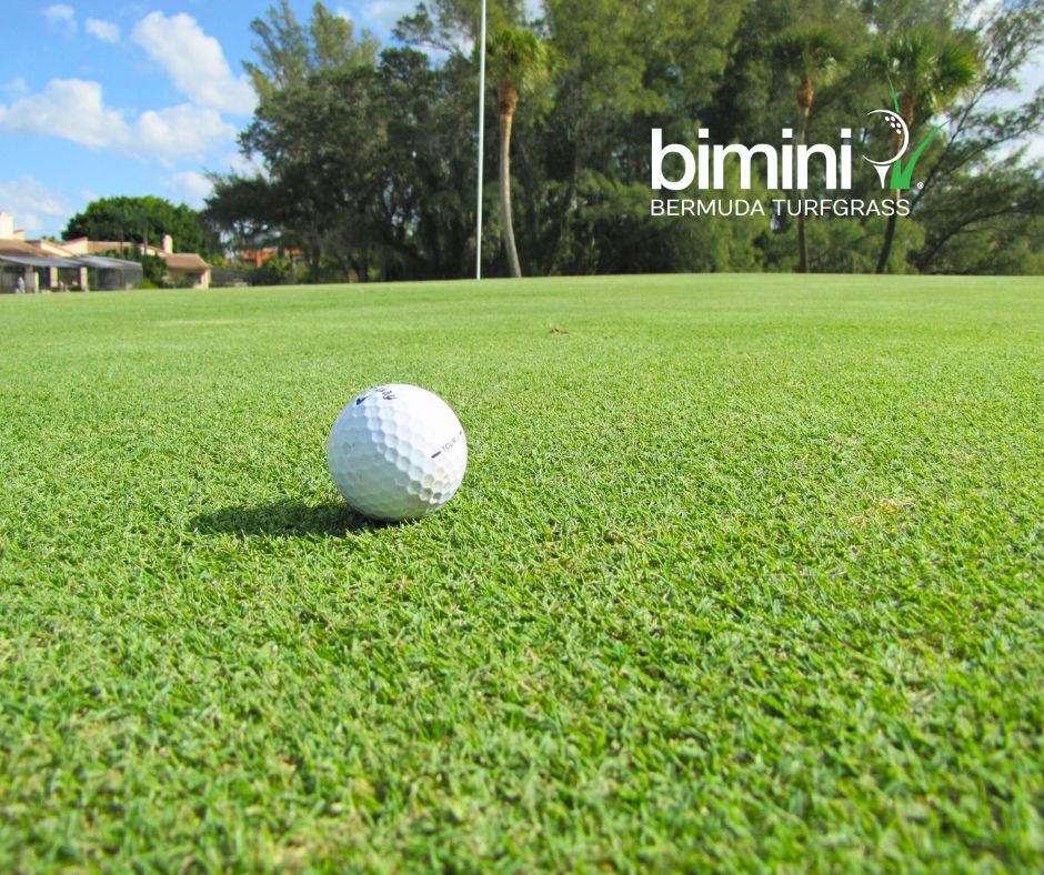 From tee to green, BIMINI® keeps your course looking elite.

Its dense, rapidly spreading growth habit and quick injury recovery make BIMINI® one of the most durable grasses available for golf courses! 

#BIMINI #Golf #GolfCourse #GolfGrass #Bermudagrass #Bermuda #Grass