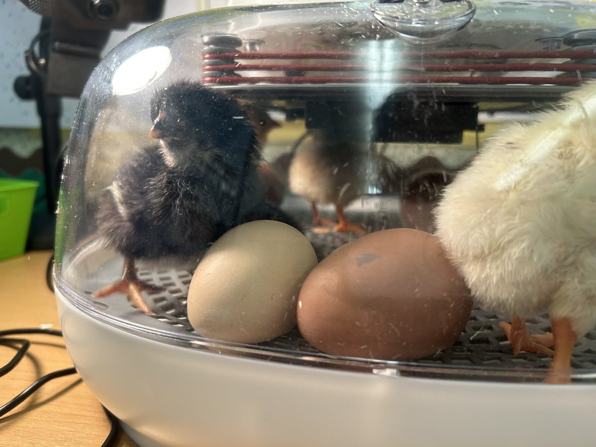 Michelle Cook tweet media