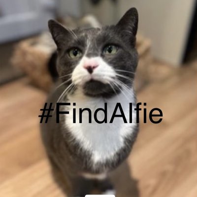 Dear Friends 
Please will join us in changing your profile pic until Alfie is back home with his mummy 
#FindAlfie #Churchdown #MissingPets 
#NewProfilePic
Thank you 🙏