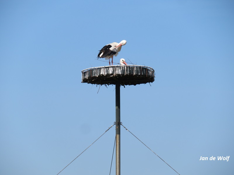Zo kom je hier en daar toch nog nieuwe fam ooievaars tegen op plaatsen waar je het niet zou verwachten, dus lekker met rust laten.