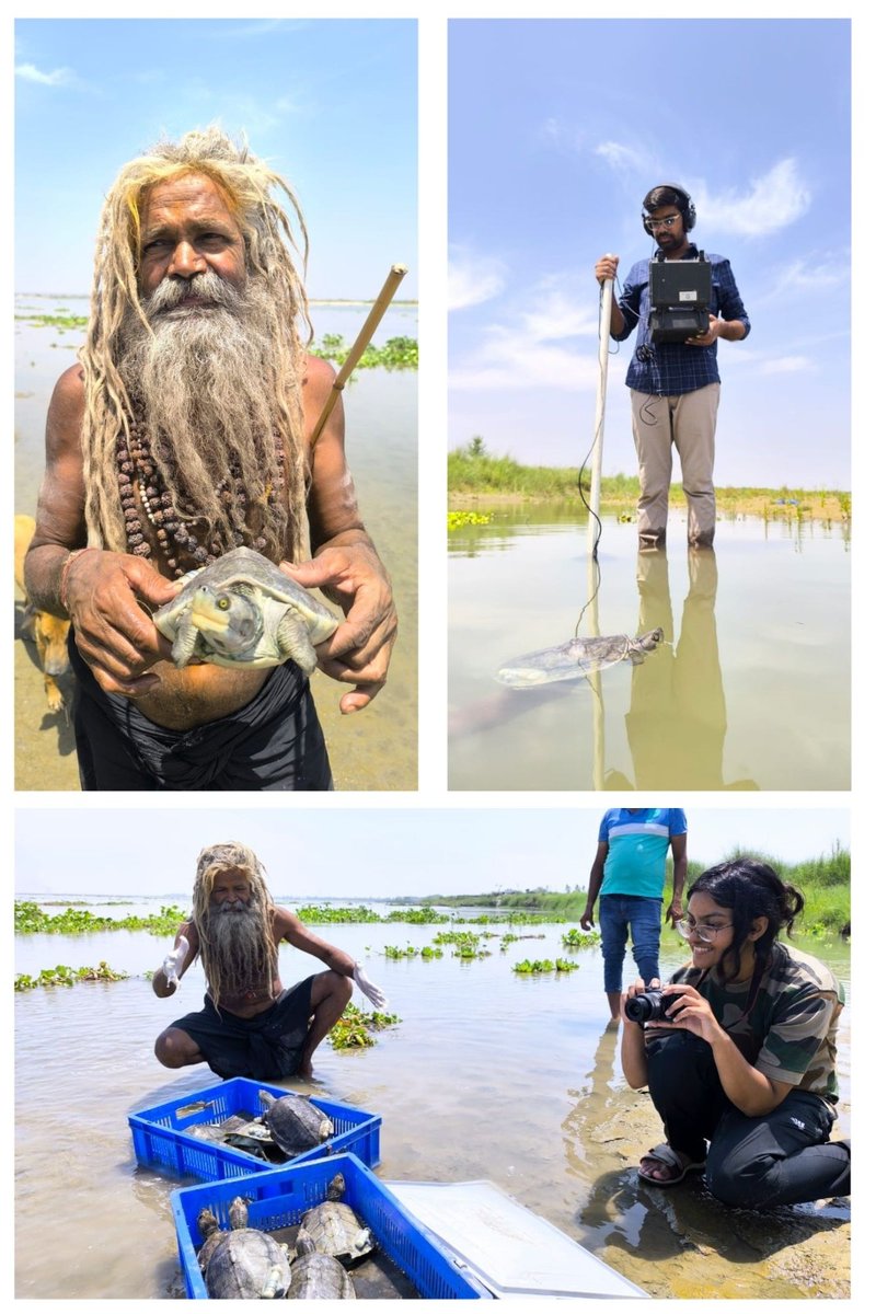 A Comeback 30 Years in the Making: The Red-Crowned Roofed Turtle Returns to the Ganga!

Once believed lost to the Ganga forever, the majestic and endangered Red-Crowned Roofed Turtle (Batagur kachuga) has made a triumphant return—after three decades. Thanks to the collective