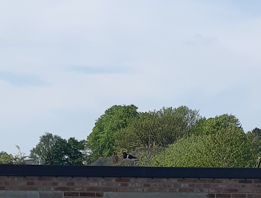 The first time I saw one of these at school, I thought it had somethingstuck on its beak. Oystercatcher chilling in the sun.
