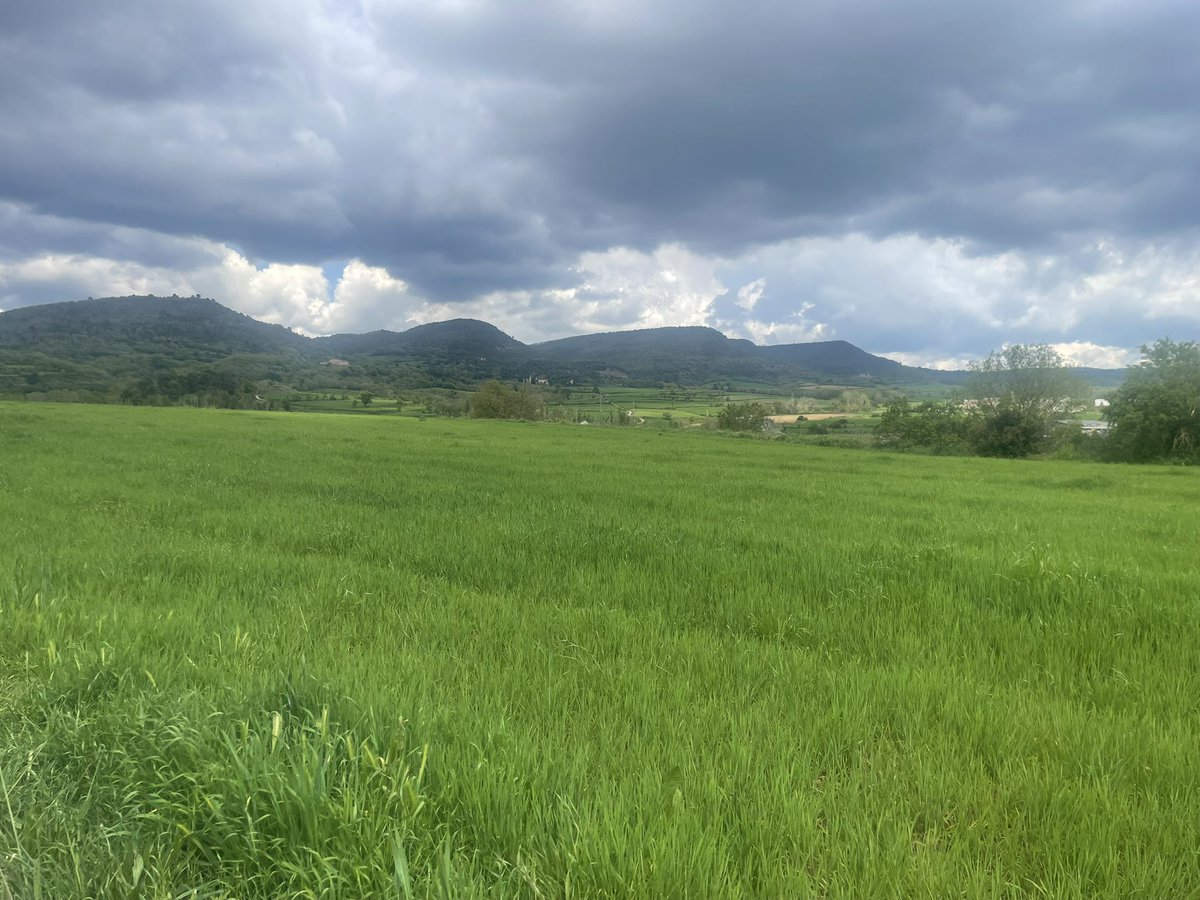 MeteoMoià tweet media