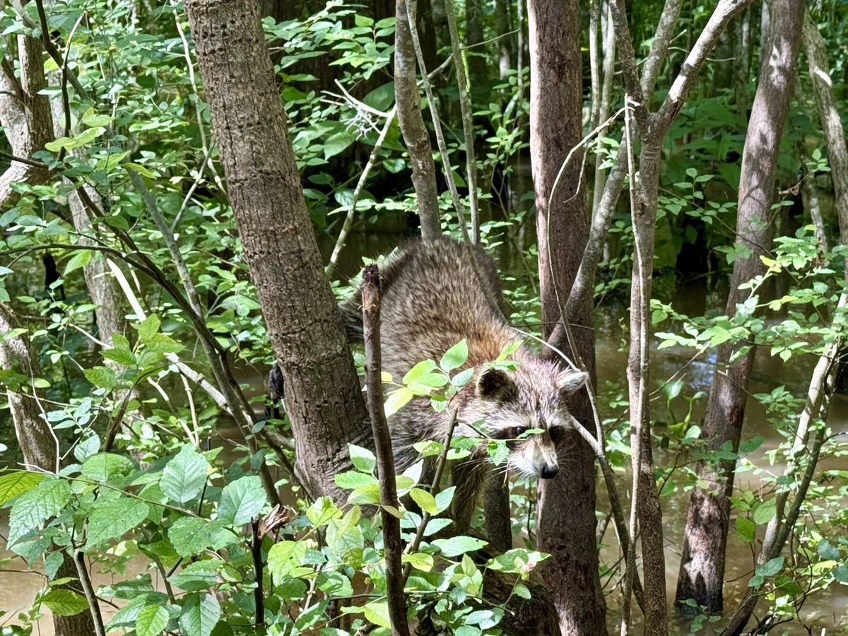 Chris Duncan tweet media