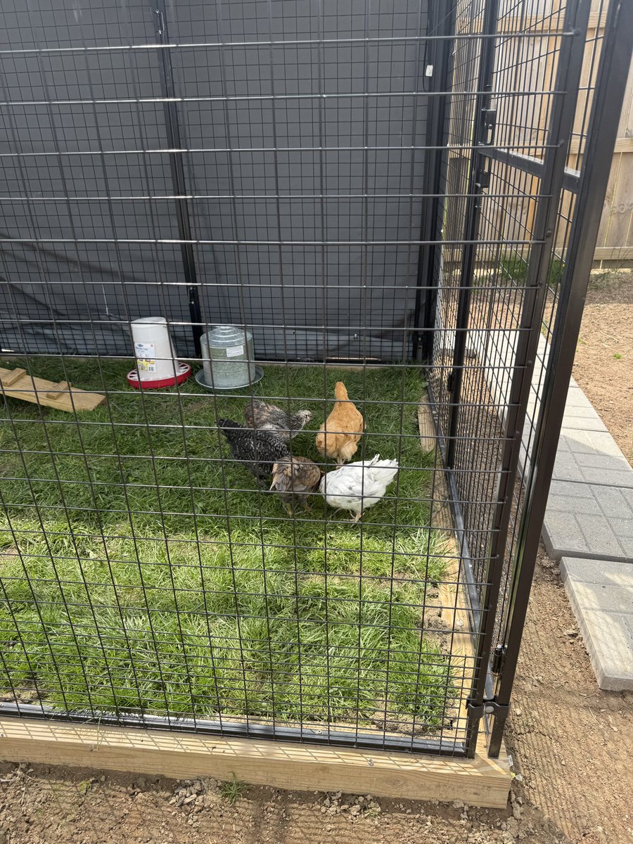 Our 3rd grade raised chickens have moved into their outdoor coop! 🐣🐓