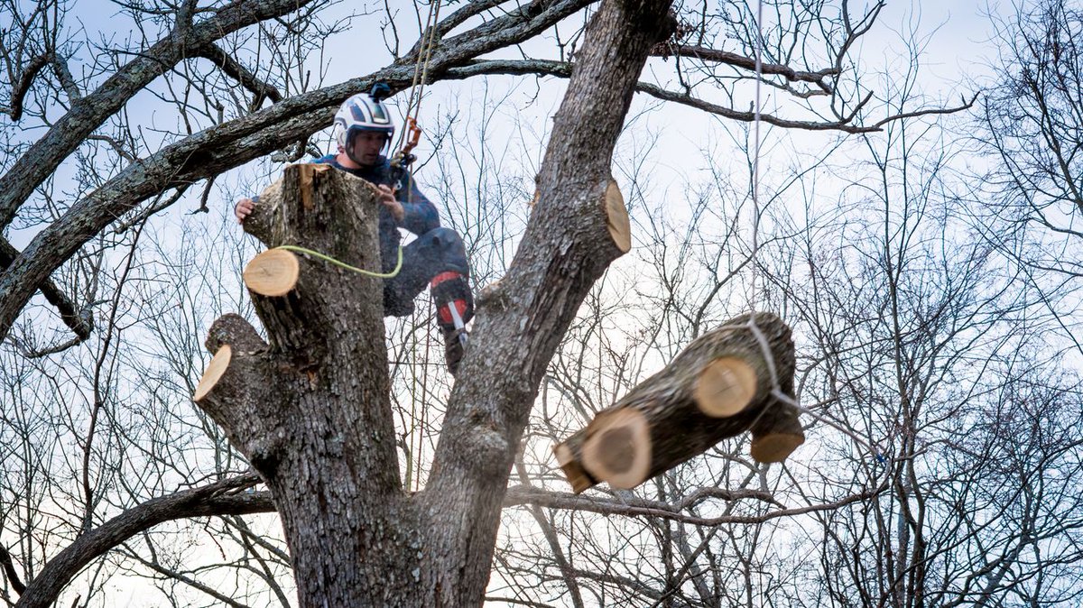MNMTreeService's tweet image. Optimize your garden&apos;s health with our tree-thinning services. We promote better growth and structure. Thin for thriving trees today!
#TreeThinning #Meridian 
treeservicemeridian.com/contact