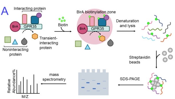 Diabetes Care, a research journal of the ADA 🌟 (@diabetescareada) on Twitter photo G protein-coupled receptor 35 suppresses oxidative stress response 1 in diabetic wound healing
Read Here➡️ diabetesjournals.org/diabetes/looku…
<a href="/ADA_Pubs/">ADA Professional Publications</a> G protein-coupled receptor 35 suppresses oxidative stress response 1 in diabetic wound healing
Read Here➡️ diabetesjournals.org/diabetes/looku…
<a href="/ADA_Pubs/">ADA Professional Publications</a>