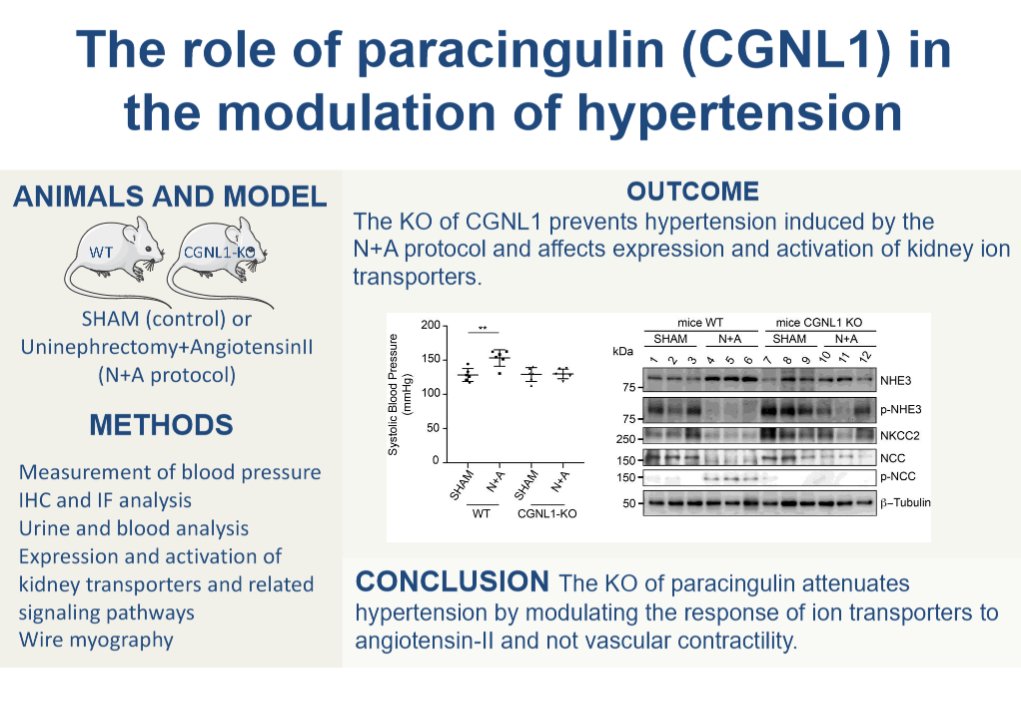It's all about #Hypertension in today's #ArticleinPress from <a href="/unige_en/">UNIGE_en</a>, The knock-out of paracingulin attenuates hypertension through modulation of kidney ion transport (Florian Rouaud et al.): 

ow.ly/S7fN50VJG7Y