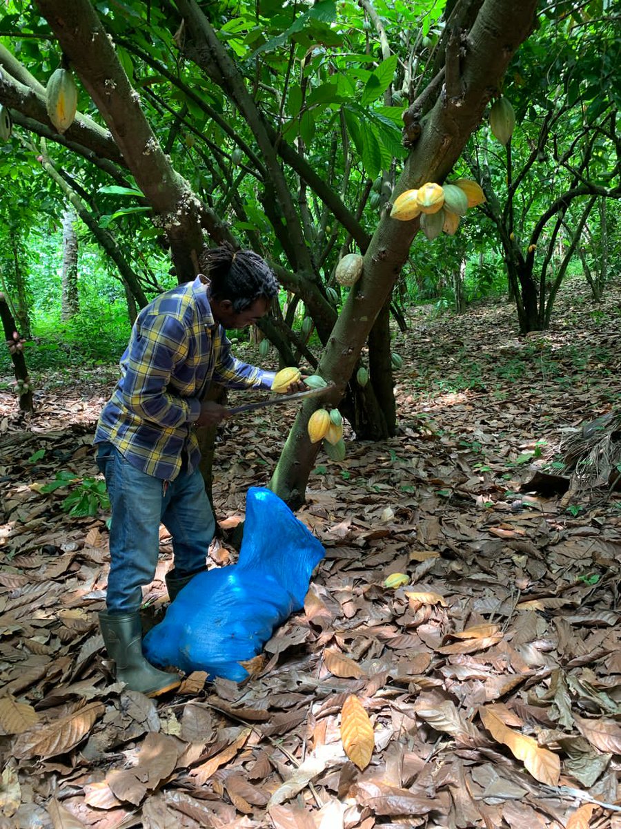 realdonmo's tweet image. Harvest day .  #cocoafarmer