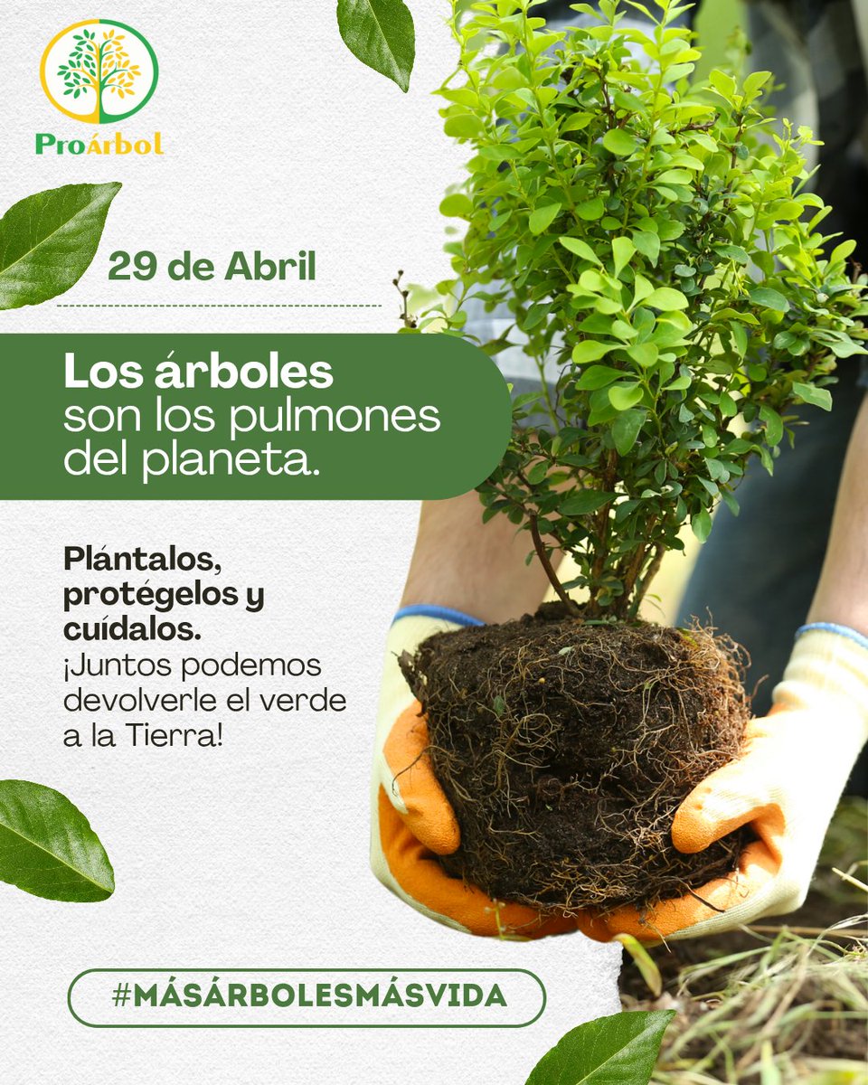 #DiaDelArbol Los árboles son los pulmones del planeta 🌎 Cada árbol cuenta, cada acción suma. 🌳🌳💚
