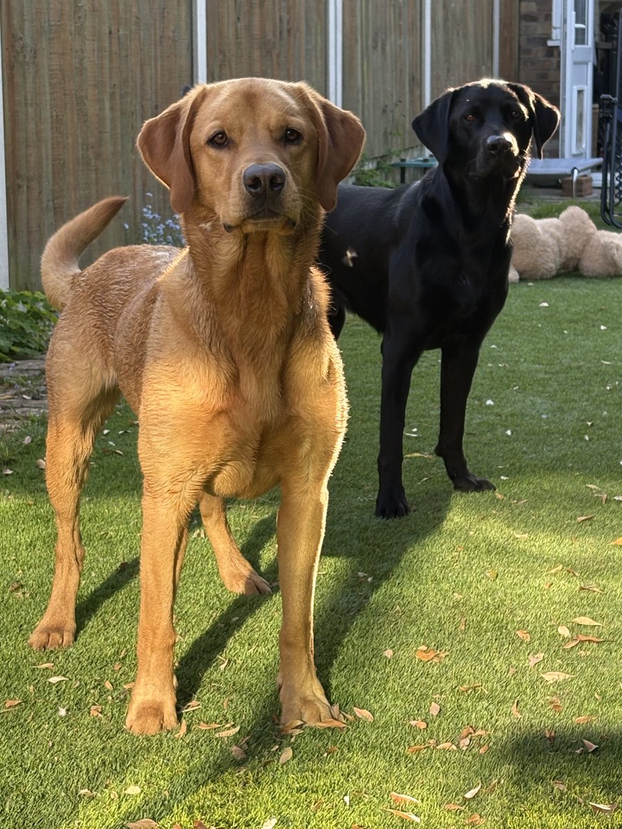 EmilyTaylor27's tweet image. I so love coming home to these two 😍