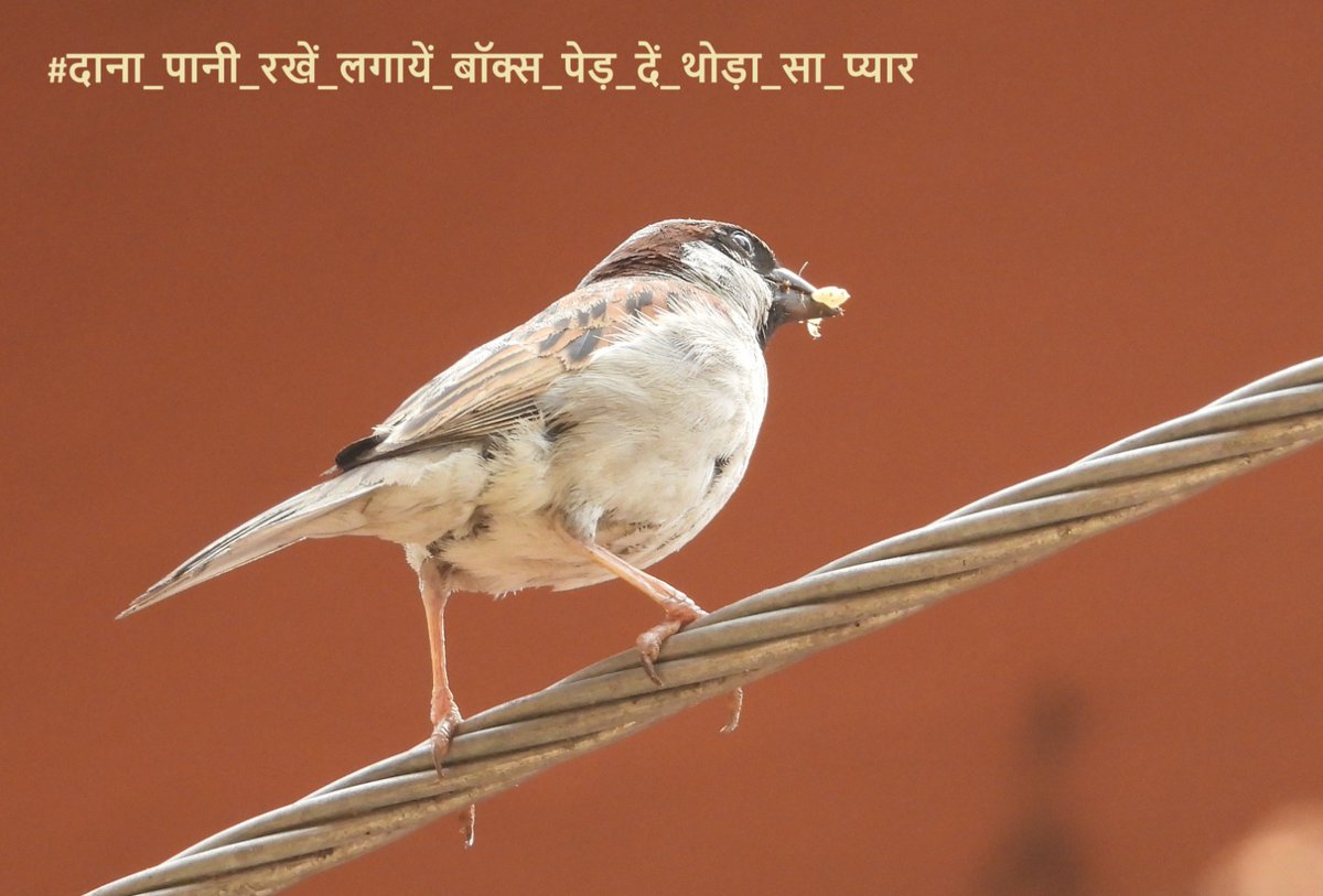 dillipkdeheri's tweet photo. गर्मी ☀️ का मौसम है, आंगन में रखना पानी 🥣है क्योंकि #गौरैया हम सबके ही तो सहारे है
#गौरैया #हमारी_गौरैया_सबकी_गौरैया #save_sparrow #sparrow #SavePlanet_SaveLife
@DEFCCOfficial @moefcc
📸@sanjaykumar_iis https://t.co/To5xT532JL