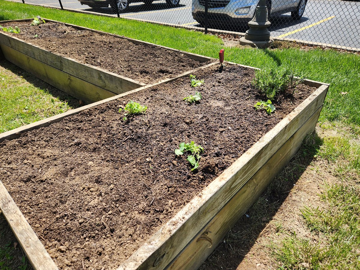 Garden Club Update! We got our hands dirty and made big progress! Peas, radishes, carrots, zucchini, cucumbers, broccoli, and flower seeds are officially in the ground. And just wait until you see our strawberries—they’re shaping up to be a bumper crop! Still more to plant!
