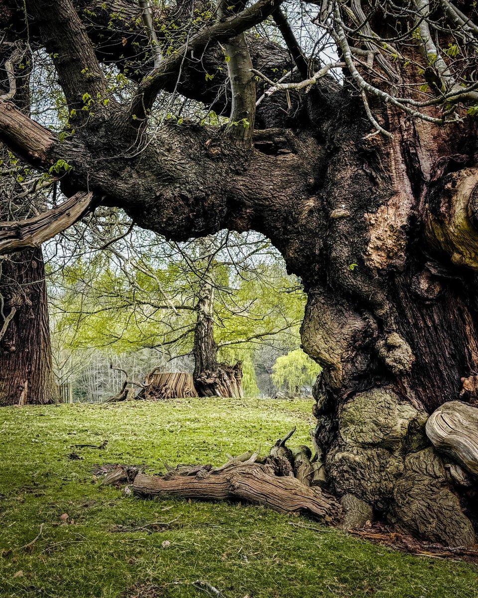 The West Midlands &amp; Worcestershire group would like to welcome you to our first field visit of 2025 at Calke Abbey in Derbyshire. For more info: tinyurl.com/mwm7zwen

Image credit: Callum Throw (Arb Innovators)