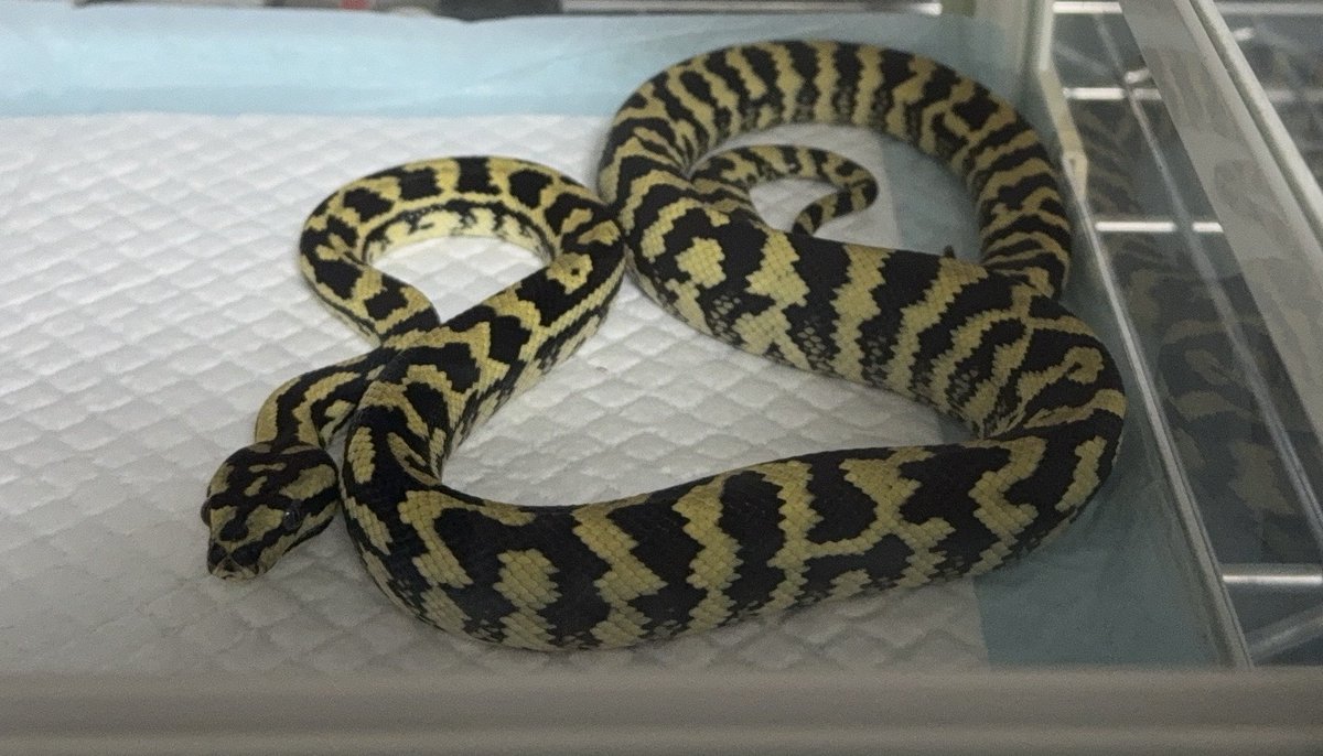 ジャングルが仲間入り！
すくすく元気に育ってくれ