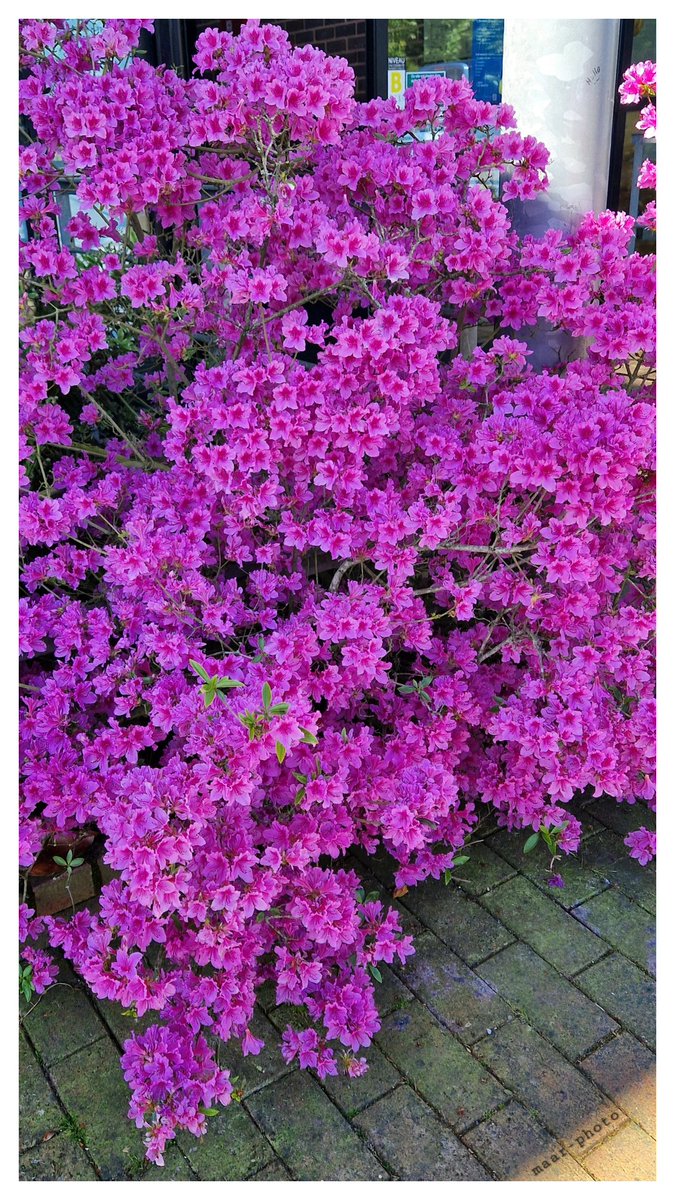 becel_maryvonne's tweet photo. Demain je repasserai faire des photos de l´azalée entre 10h et
10 h 15.
#fleurs #lumière #azalee #foto
#passion https://t.co/C3r2InxWMC