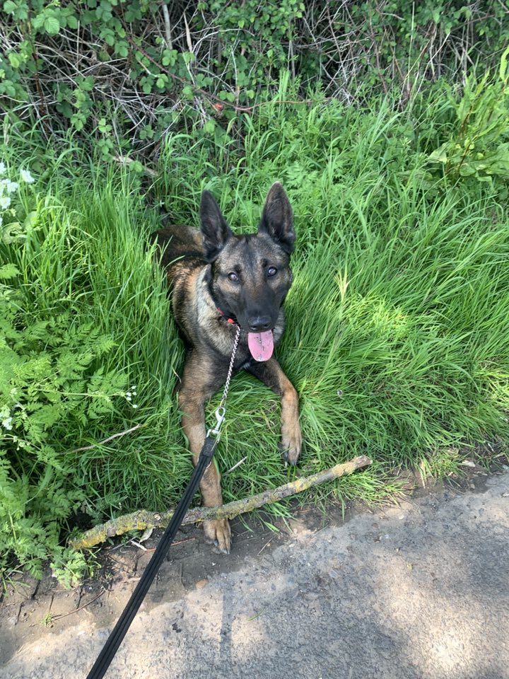 German Shepherd Rescue Elite ( GSRE ) tweet media