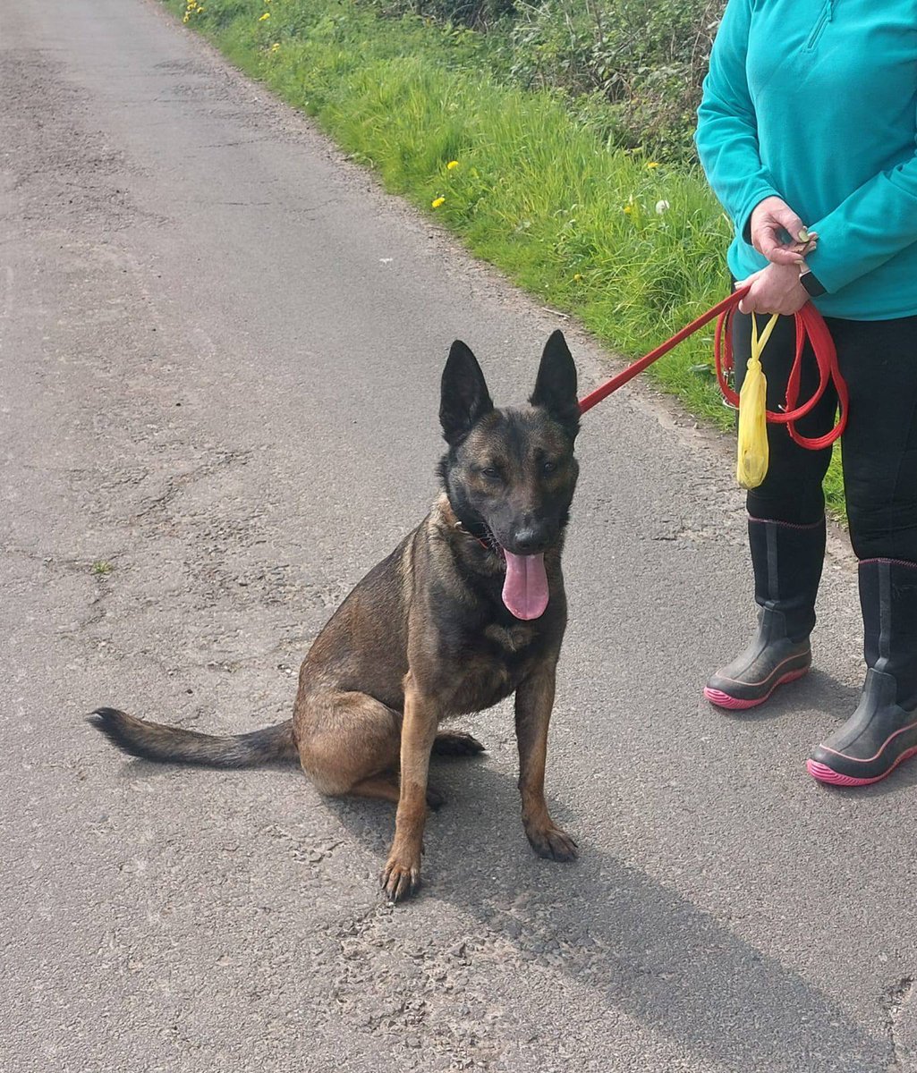 German Shepherd Rescue Elite ( GSRE ) tweet media