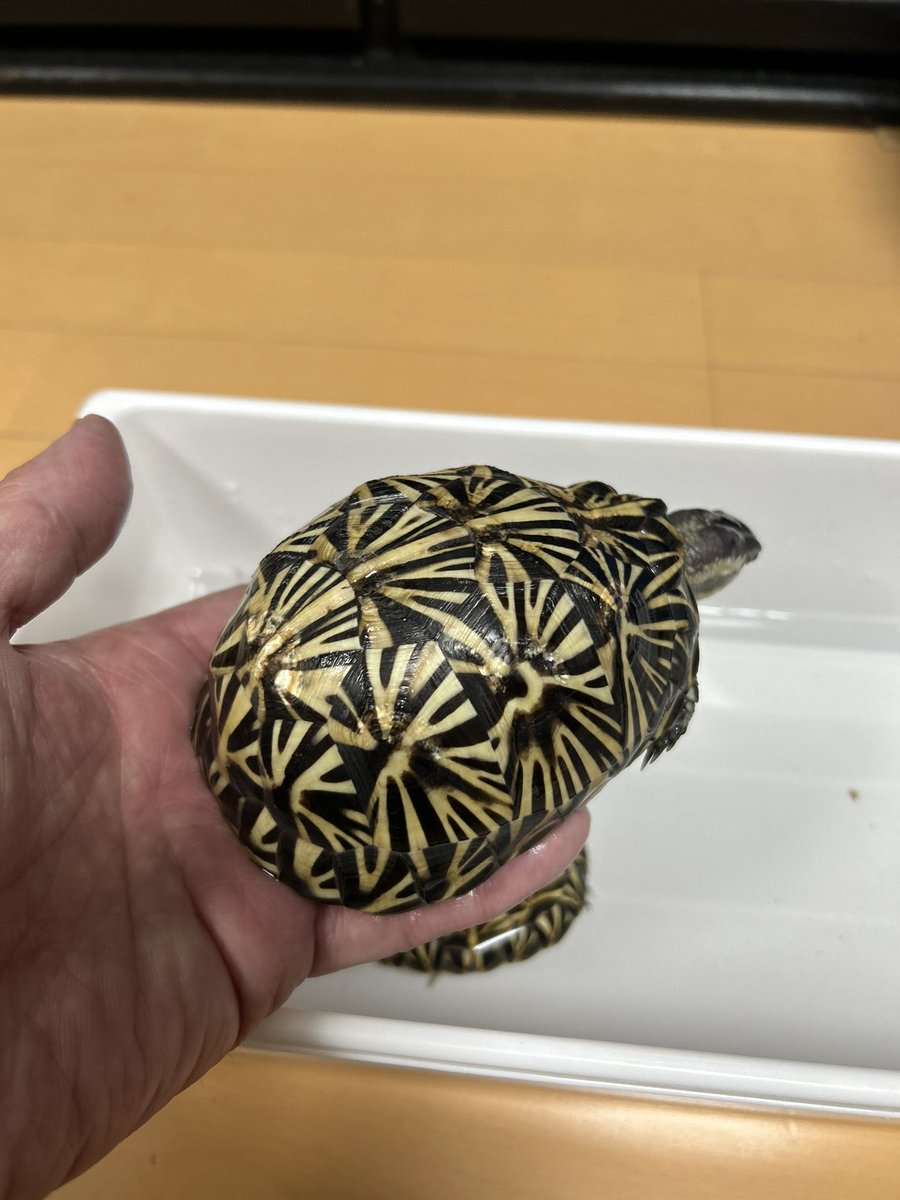 フロリダハコガメが孵化しています。去年に比べて、配合の餌付きが良いです。2024年産に比べるとほんと小さい。大事に育てて、秋のイベントに並べたいと思います。そうそう、日曜日にエキスポに行って来ました。その後の飲み会も楽しかったです。やっぱり仲間はいいねぇ。