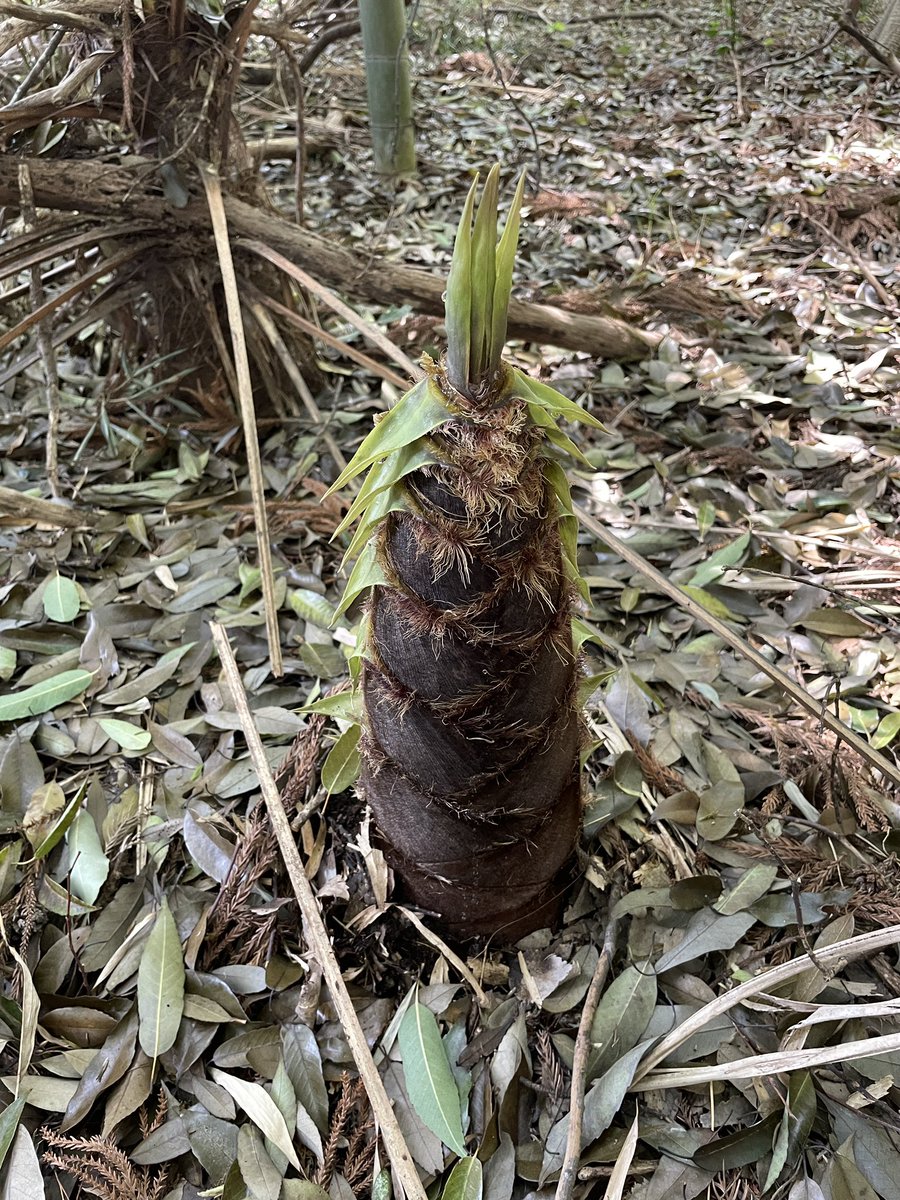 緑に飢え過ぎて山に行って来ました🌳
筍とふきを取ってきて、ウドもあったけど育ち過ぎて断念？
山の中にスマホ📱落として焦ったけど、いい思い出になりましたー⛰️