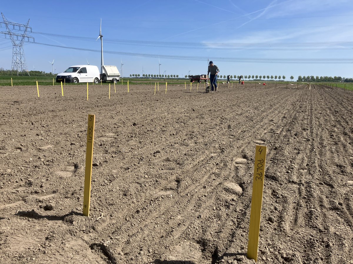 SUwland's tweet image. Drukte op de #proef en demovelden. Platform #Lelystad @WUR krijgt vorm en de volgende #maisrassen  demo er weer in! #mooiweervoor #onderzoek #kennis #Dekalb #corn @BayerCropNL #teambayerbenelux