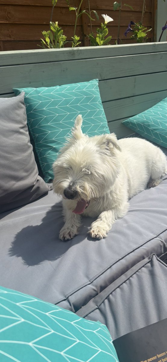 Albert the westie & Tigger tweet media