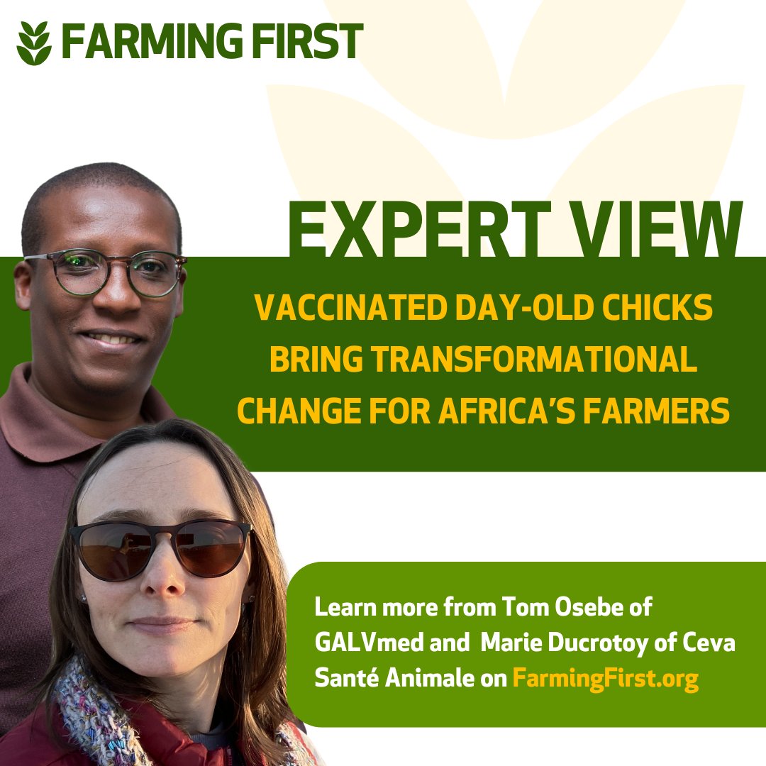 🐔 Chicken rearing boosts livelihoods in Africa, but animal diseases are a threat.

The PREVENT project by <a href="/CevaSanteAnimal/">Ceva Sante Animale</a> &amp; <a href="/GALVmed/">GALVmed</a> is addressing this through vaccinated day-old chicks and has already delivered $43M net economic benefits!

Learn how 👇🏾
bit.ly/4lQgitq