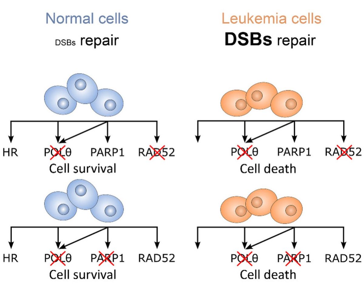 MCR_AACR's tweet photo. Looking for more content related to the #AACR25 Major Symposium on #SyntheticLethality? Read this related @MCR_AACR paper on synthetic lethality in HR-deficient #leukemia: https://t.co/CREBMjZbFR @AACR https://t.co/CWDEjc5Rbl