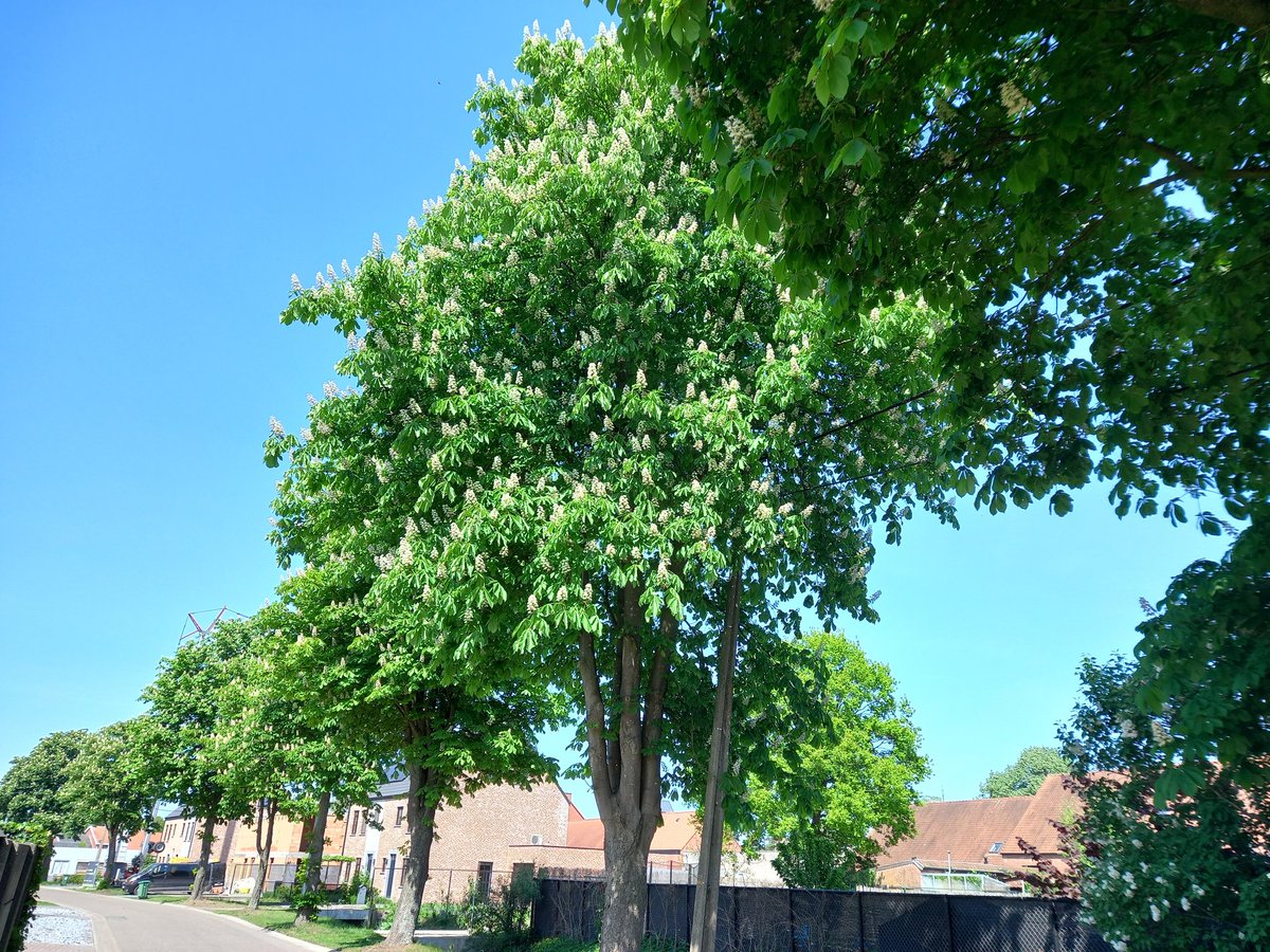 Molmento's tweet photo. Onze straat en Molmento in groen en bloem #lente #springisintheair #kastanjebomen #visitmol #wandelen #fietsen  #molmentobedenbreakfast https://t.co/0B7q4eGuwx