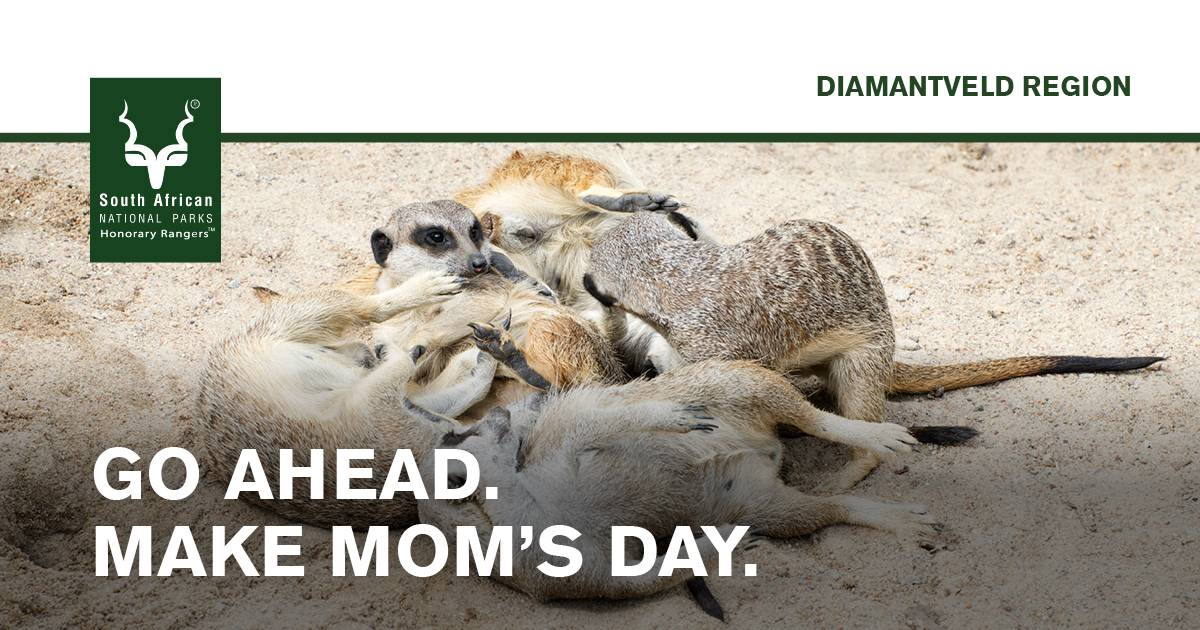 Northern Cape (@northerncapesa) on Twitter photo Mother’s Day at Mokala – 11 May 2025
Game drive & 3-course lunch at Mosu Lodge.
🕛 12:00 | 💰 R240 pp | R100 kids (BYO drinks)
📞 Margaret: margaretjacobs915@gmail.com | 072 807 7910 Mother’s Day at Mokala – 11 May 2025
Game drive & 3-course lunch at Mosu Lodge.
🕛 12:00 | 💰 R240 pp | R100 kids (BYO drinks)
📞 Margaret: margaretjacobs915@gmail.com | 072 807 7910