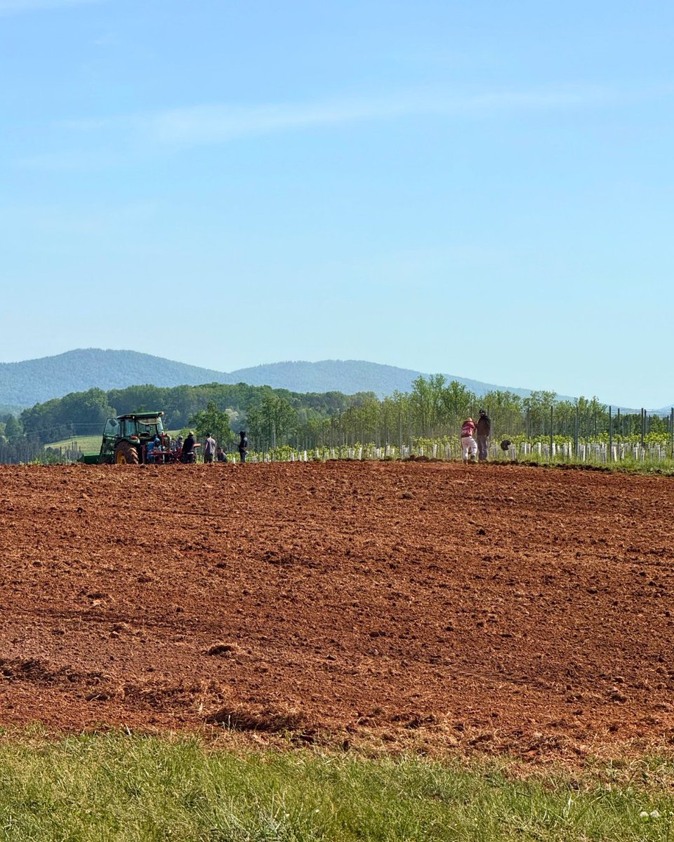 Our vineyard team has been hard at work planting two new blocks! 🍇
These Merlot and Chardonnay vines will take 3-5 years to mature. Once they're ready, they will appear in our Meritage, Rosé, New World Reserve, Sparkling Rosé, Blanc de Blanc, and Chardonnays for you to enjoy! 🍾