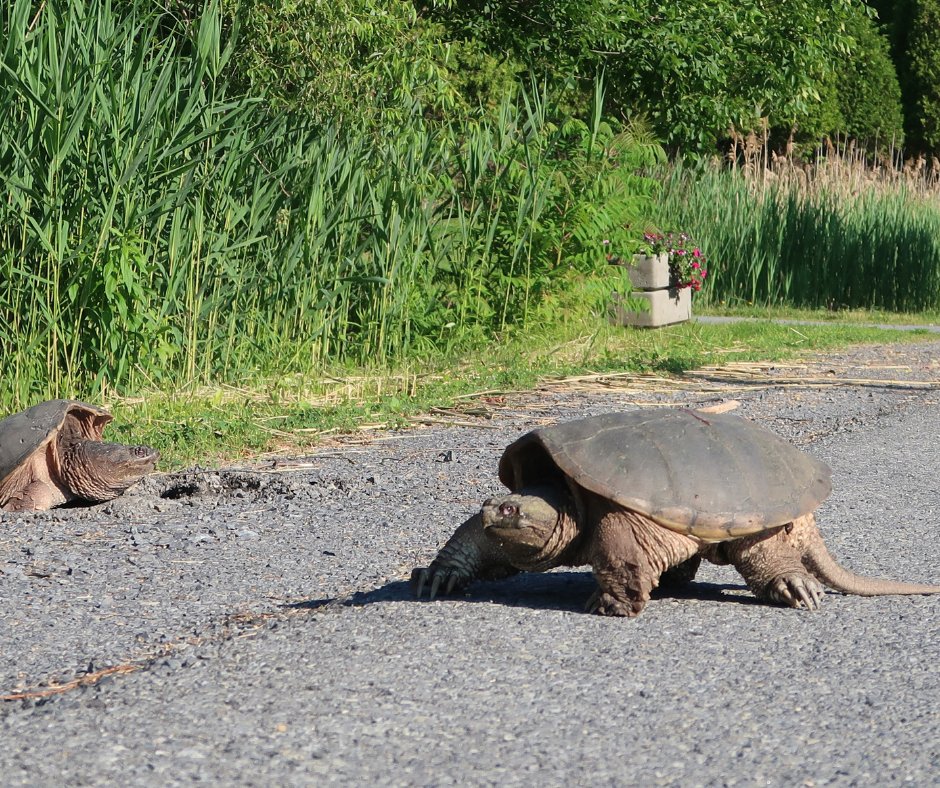 While #turtles enjoy relatively safe habitat at RRCA’s Conservation Areas, the upcoming weeks often see #SnappingTurtles nesting in high-risk areas like roadsides and along driveways and paths. Please drive with caution and watch for wildlife-crossing signs along roadways.