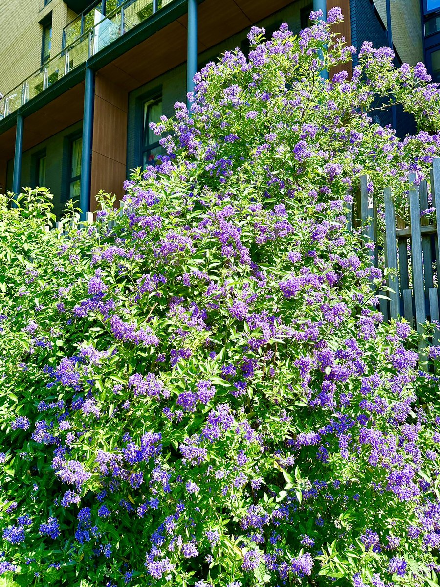 Friends of Meath Gardens tweet media