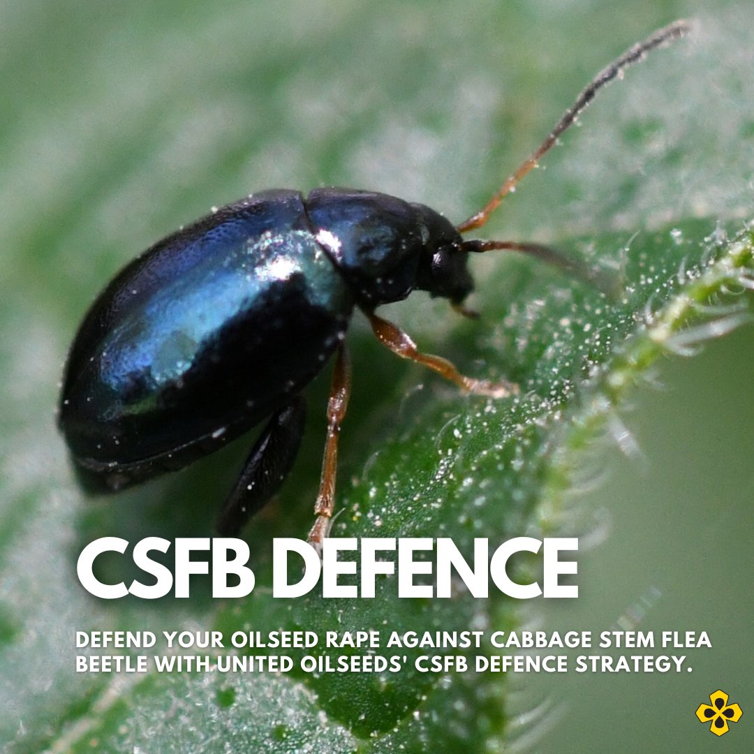 UnitedOilseeds's tweet image. 🚨 New Article Alert! 🚨

Cabbage Stem Flea Beetle causing concern? 🐞🌱

Discover how United Oilseeds' CSFB Defence Strategy can help protect your oilseed rape and maximise yields.

👉 unitedoilseeds.co.uk/news-events/cs…

#OilseedRape #CSFB #CropProtection #AgricultureNews  #FarmSmart