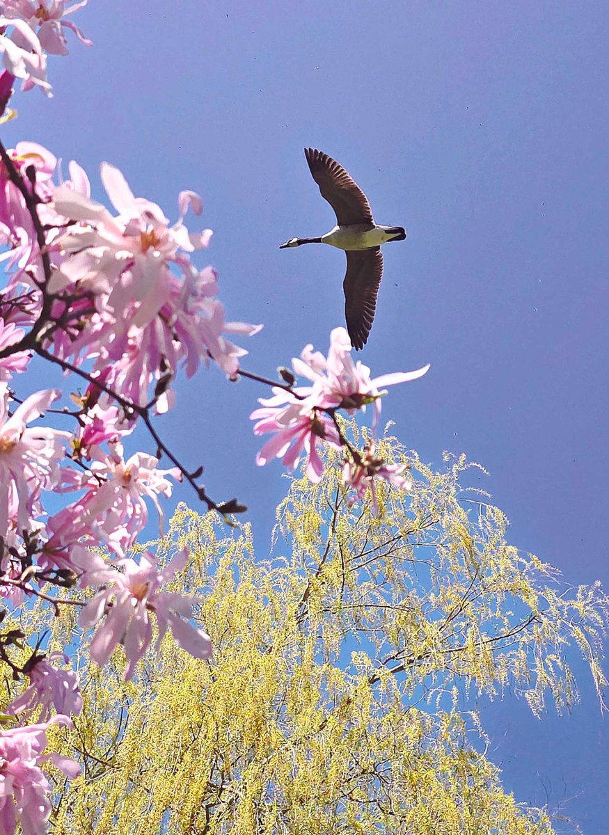 Blooms are bursting to life across Niagara Parks! From the serene 99-acre Botanical Gardens to the stunning Magnolia Allée by the Floral Showhouse, spring is officially in full swing.

Explore what’s blooming at niagaraparks.com/blooms