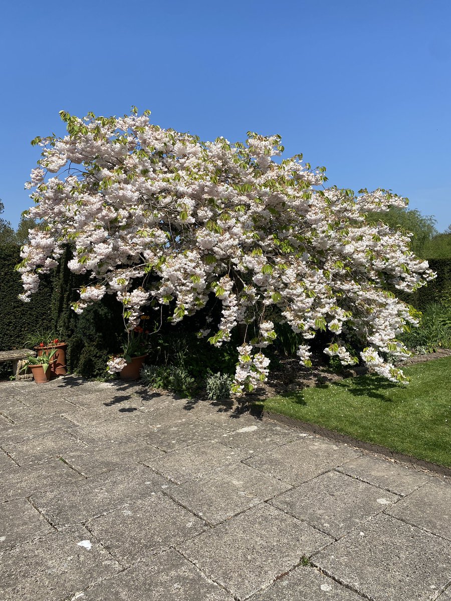 AlanEDown's tweet image. Beautiful Prunus Shogetsu @NTSouthWest #TintinhullGarden now!
#hanami