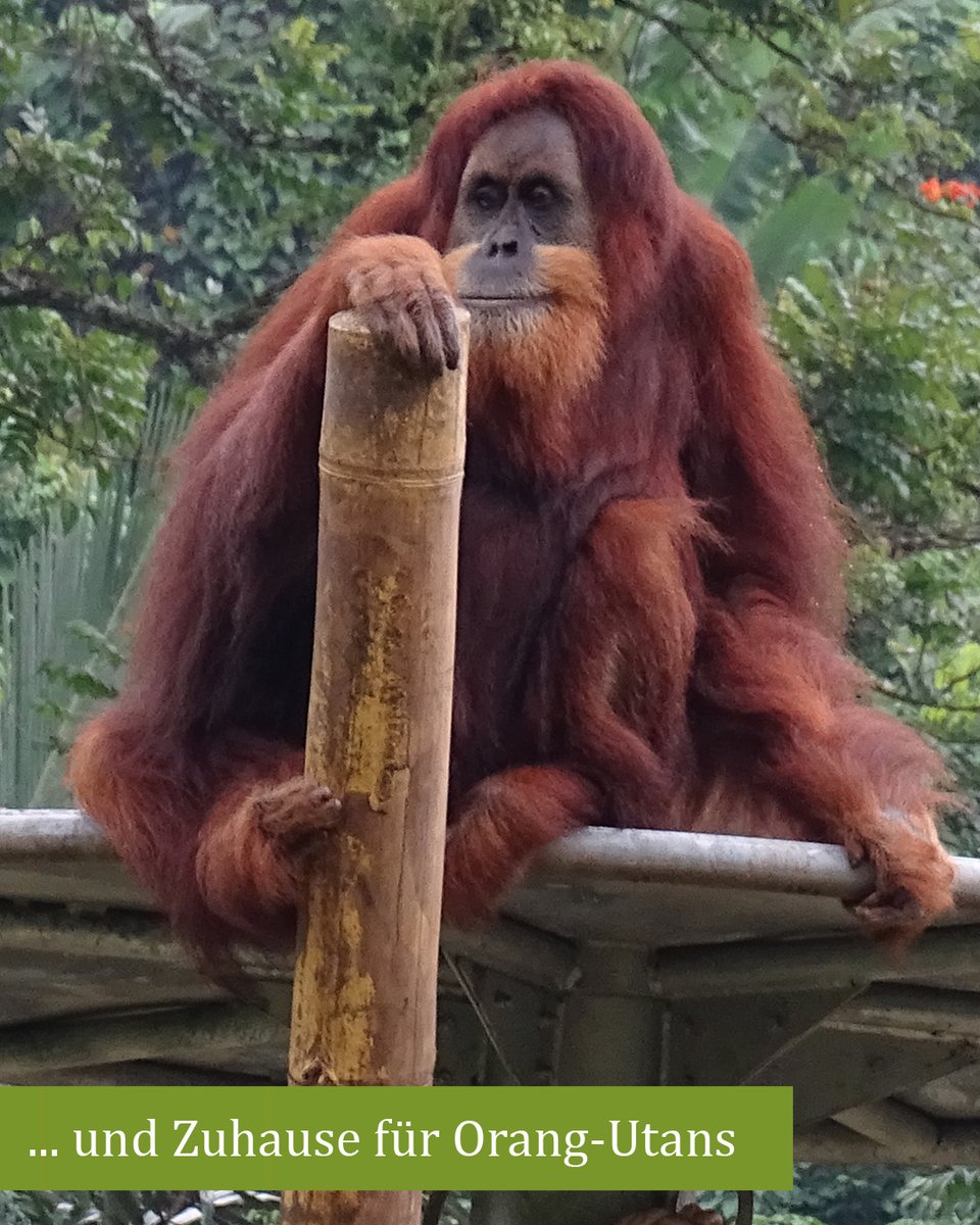OrangUtansInNot's tweet image. Der #Orangutan Haven auf Sumatra: Ein Zentrum für #Umweltbildung und Zuhause für Orang-Utans, die z.B. aufgrund von Krankheit nicht mehr ausgewildert werden können. Ein großes Dankeschön an die Teilnehmer*innen der @DPLotterie für die Unterstützung. #PostcodeEffect