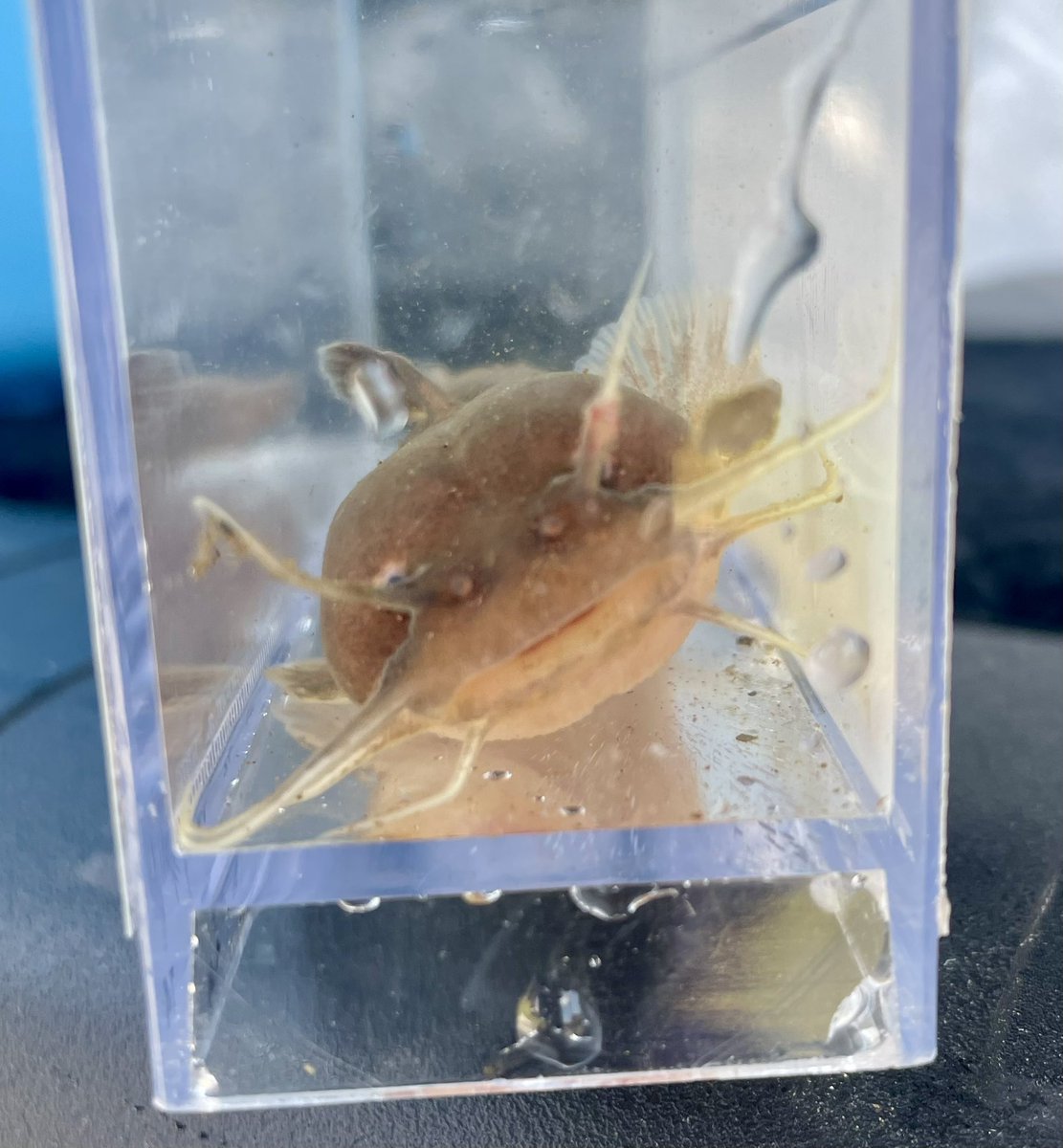 立派なケツ頭くん
自分的過去最高サイズ更新
かわいいね！