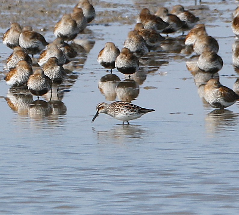 Phil Hadley (@philhadley7) on Twitter photo Broad-billed Sandpiper at Goldcliff Pools NR, Gwent this morning
#waders #shorebirds
<a href="/waderquest/">Wader Quest</a> Broad-billed Sandpiper at Goldcliff Pools NR, Gwent this morning
#waders #shorebirds
<a href="/waderquest/">Wader Quest</a>