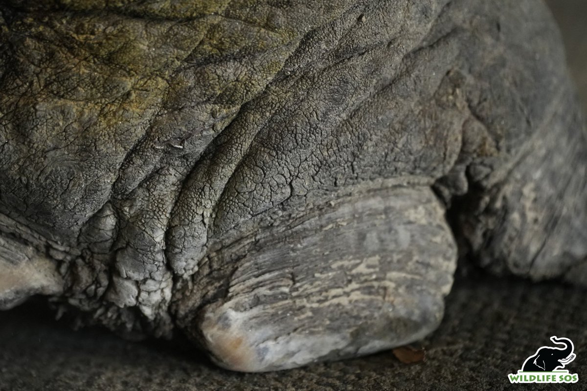 #VayuUpdate

Vayu’s feet tell a difficult story, all four legs have severely overgrown toenails and cuticles, and his right front footpad is thin from uneven weight-bearing caused by the dislocated, ankylosed elbow joint of the left leg. It’s clear he’s been walking in pain for a