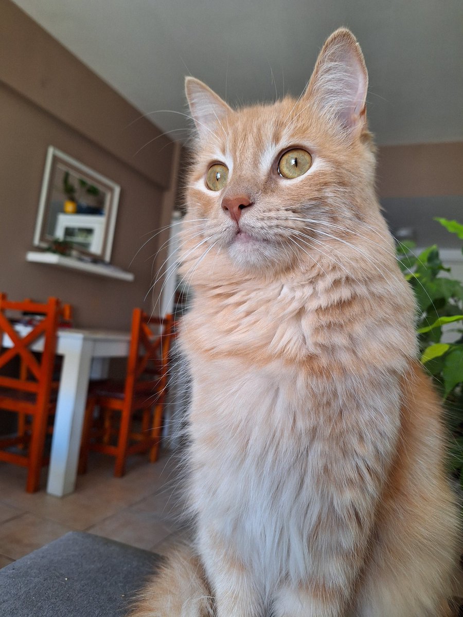 29 de abril, día del animal.
Tratemos a nuestras mascotas y a todos los animales con todo el cariño, ellos eligen vivir con nosotros. Respetemos su vida y sus necesidades. 
Feliz día!!!