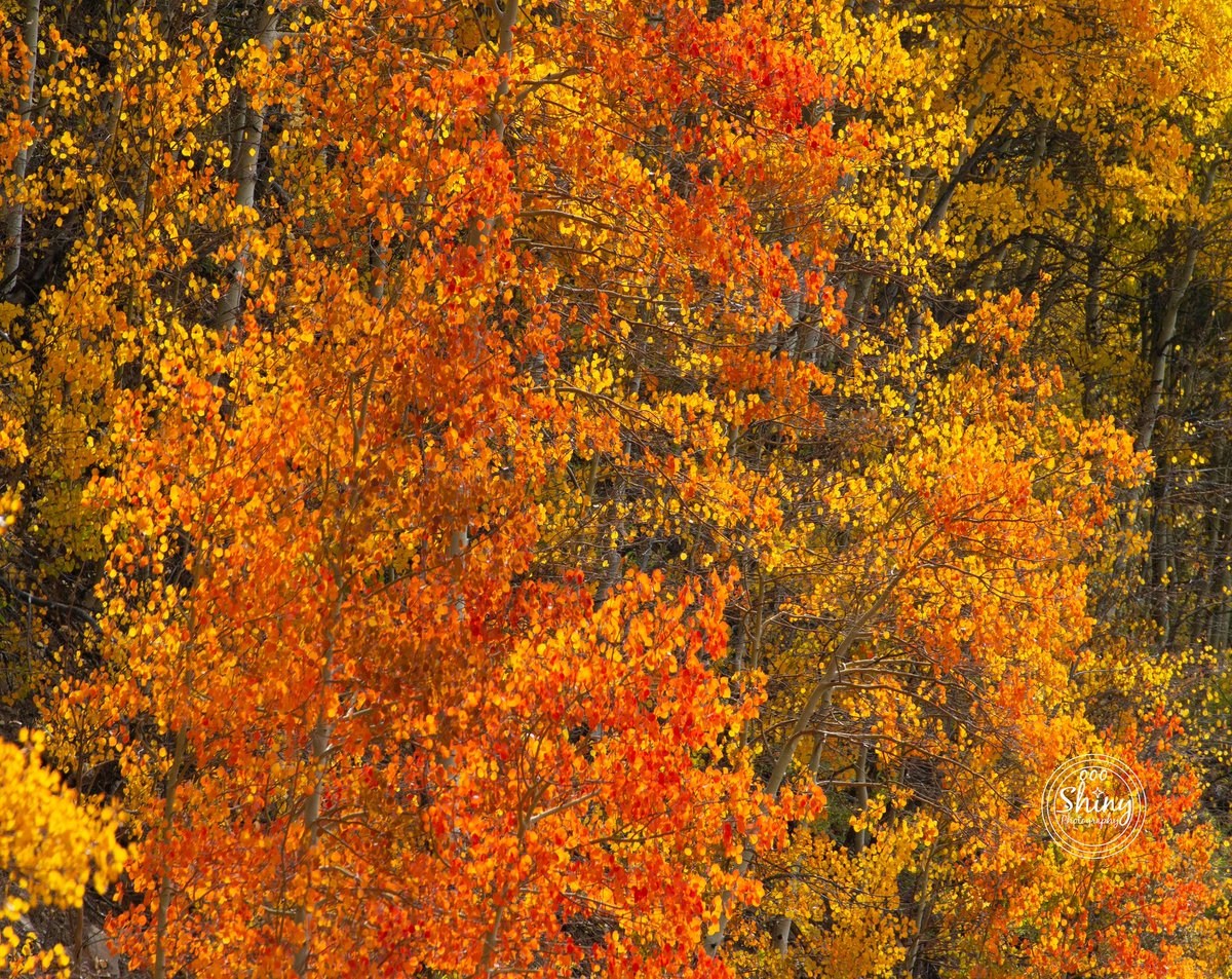 oooshinyphotos's tweet photo. Fiery Colors of Fall

#fall #fallcolors #fallleaves #falltrees #autumn #autumntrees #autumnleaves #autumncolors #trees #nature #aspen #Colorado #Canon #photography #fallphotography #autumnphotography #treephotography #naturephotography #Coloradophotography #Coloradofall 

1/2 https://t.co/phVrsvSOY7
