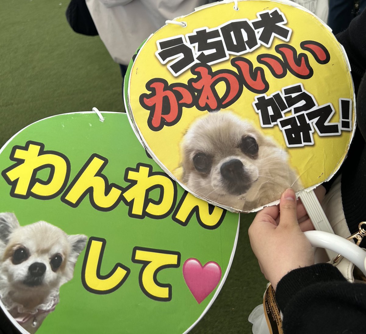 chata_boon's tweet photo. なちこあめちゃんありがとう家宝にします😭💚
去り際までずっとずっとかわいくてしんどかった…！！
 #きゃんちゅー  #きゃんぱてぃ
 #小川奈々子 https://t.co/Ehib9l1gCk
